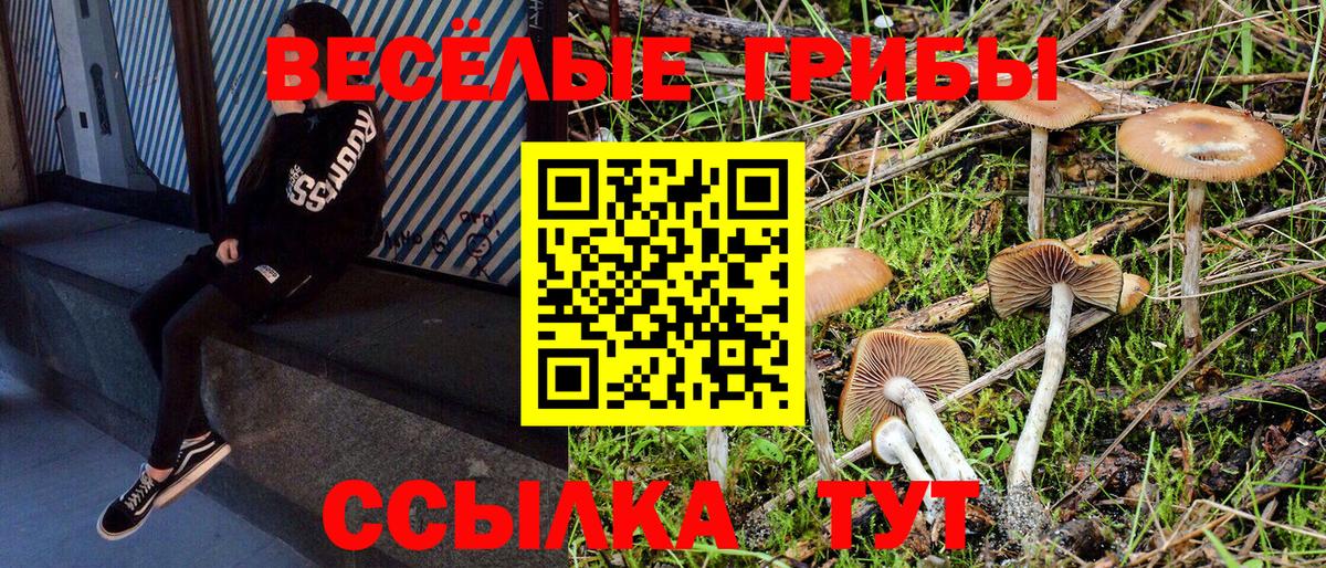 Кингисепп  Галлюциногенные грибы Psilocybe  Вход с VPN 